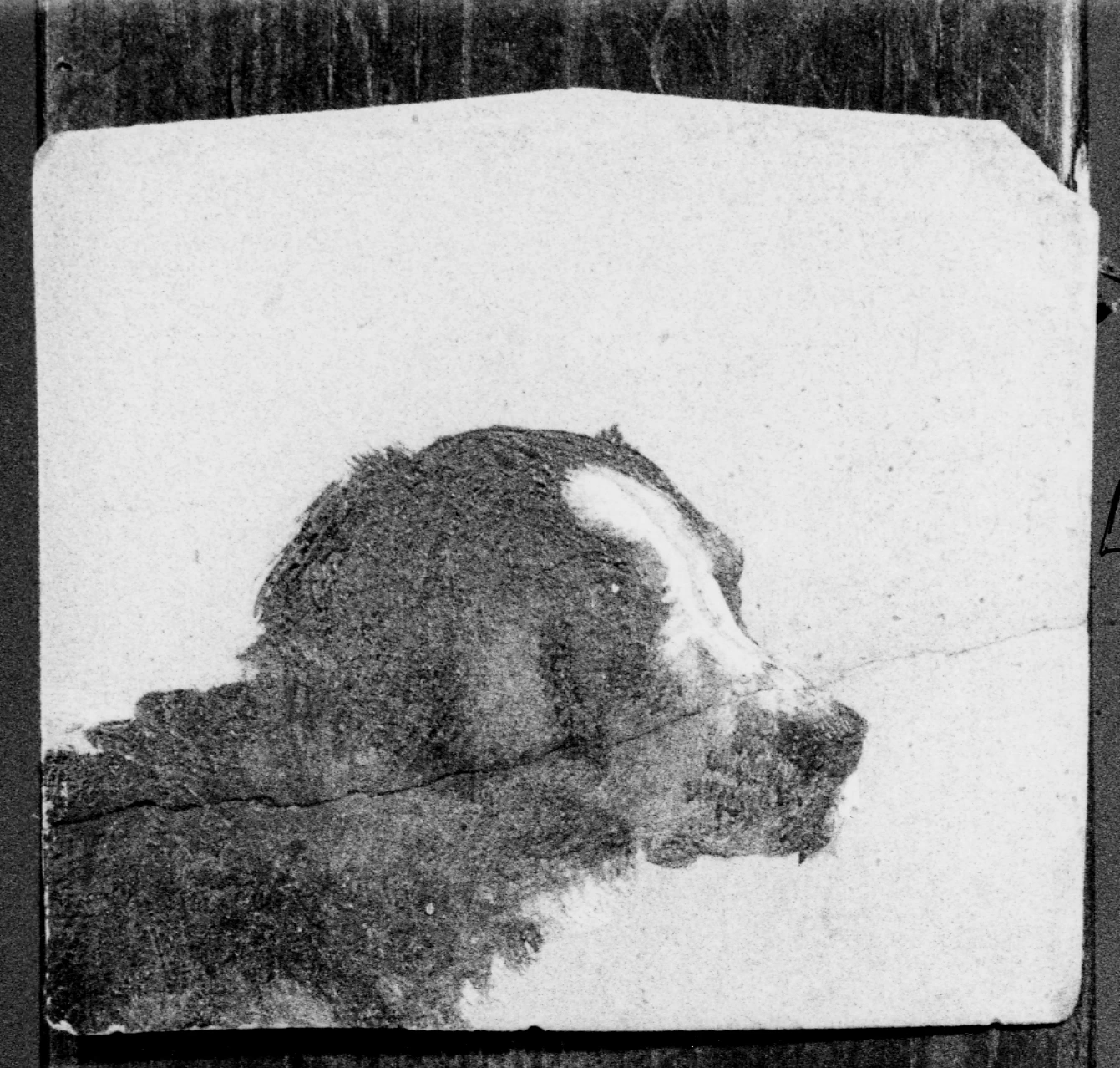 Francesco Paolo Michetti - 211, testa di cane, Museo Civico, Vasto